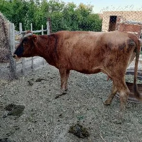 sygyr