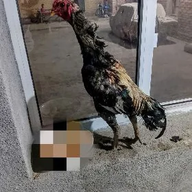 Baysok horaz