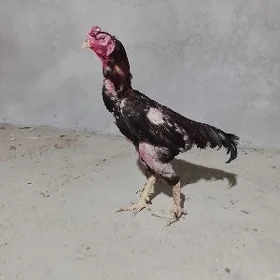 Baysok horaz