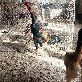 Baysow horaz