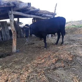 окуз