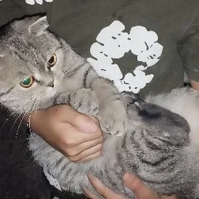 шотландская кошка