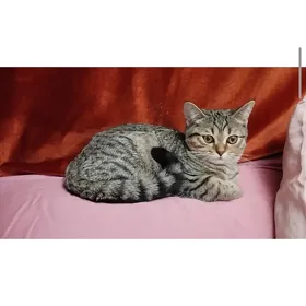 Шотландская кошка