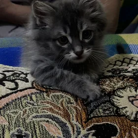 отдам котенка