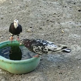 kepderi