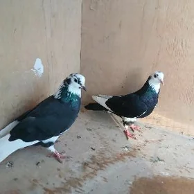 kepderi