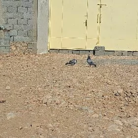 kepderi