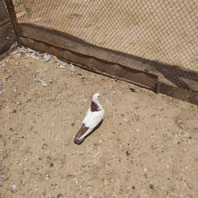 kepderi