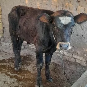 Kelek öküz