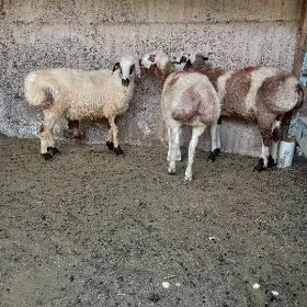 biçilen işşek