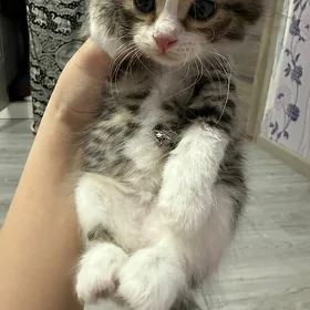 котенок