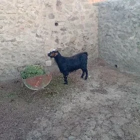 Ýaș geçi