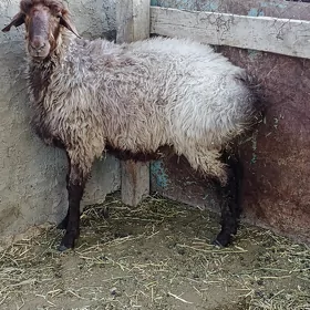 işşek