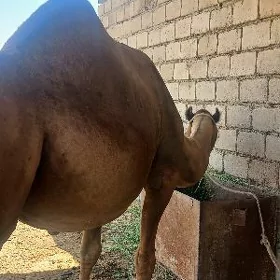 Düÿe