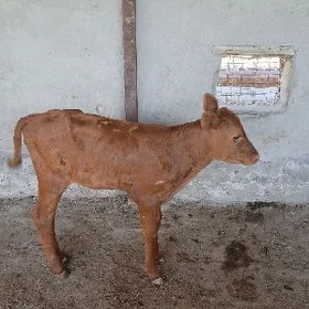 göle gulajyn