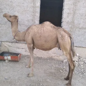 Gyssagly Koşekli duye