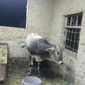 ökuz