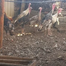 ÿaş induk horazlar