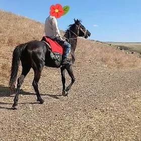 Ат