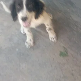 Awçy güjük