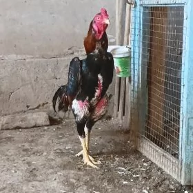 horaz
