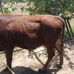 Göle