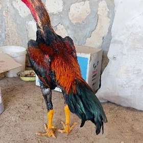 azil karey