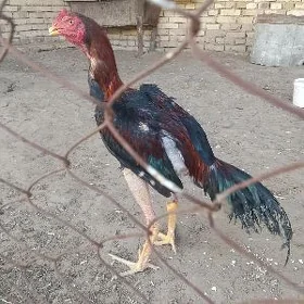 horoz juje