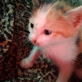 Кошка