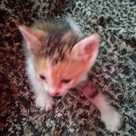 кошка