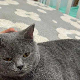 Котенок