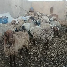 гочлар