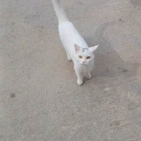 pisik oyde saklanyp yoren