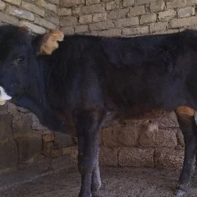 ŞWES OKÜZ ARASSA TOHUM ZAT