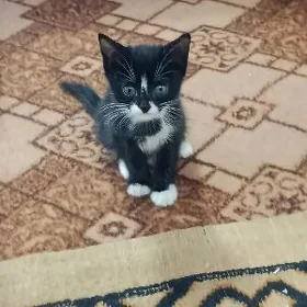 кошка