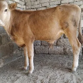 TOHUM ŞWES OKÜZ
