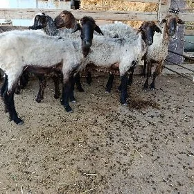 Goýun Bakmaly