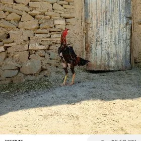 Taşkent