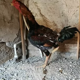 Taşgent horazy