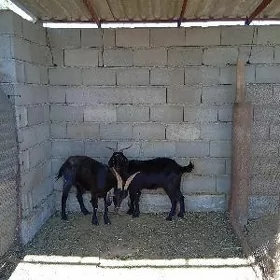 geci