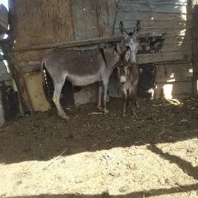 eşek