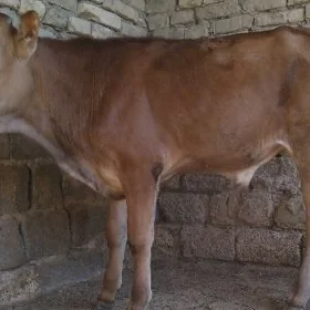 ARASSA TOHUM OKUZ