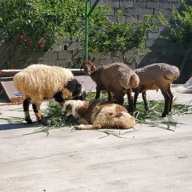 bere guzular