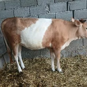 bogaz tüwe