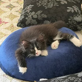 котенок-мальчик