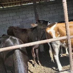 tuwe arginal şiwes tohum