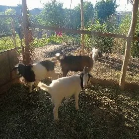 serkeler ve geçi
