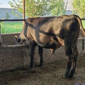 Öküz
