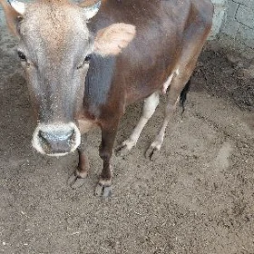Tūwe mal