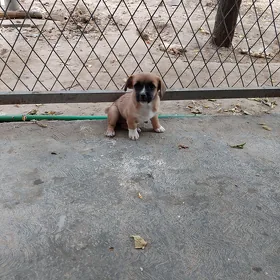 Çaga zwonok güjük